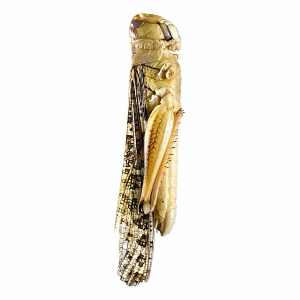 Snack-Insects SAUTERELLE