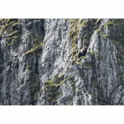 URSUS BRENTA - DIE RÜCKKEHR DER BÄREN IN DIE ALPEN - Bildband